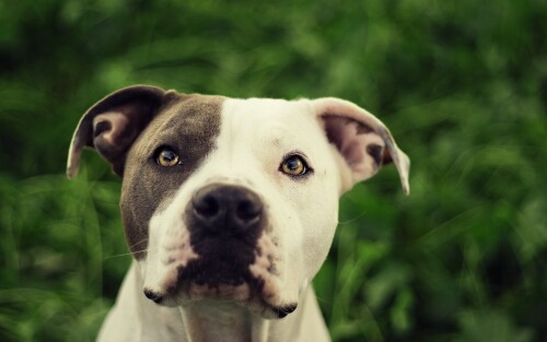 dogs2_0149.jpg