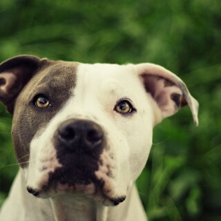 dogs2_0149