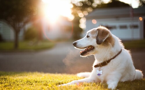 dogs2_0151.jpg