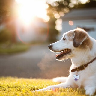 dogs2_0151