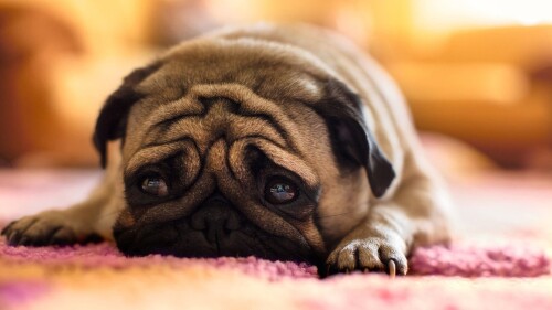 dogs2_0153.jpg