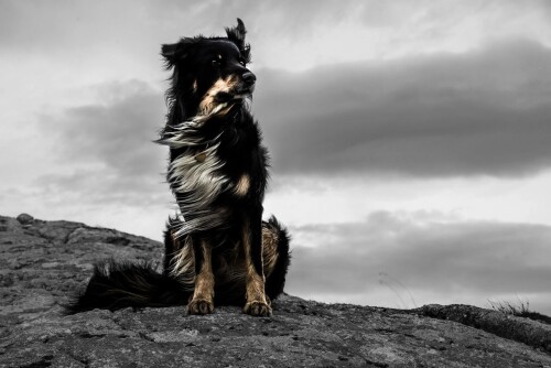 dogs2_0154.jpg