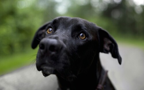 dogs2_0162.jpg