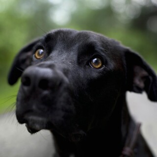 dogs2_0162