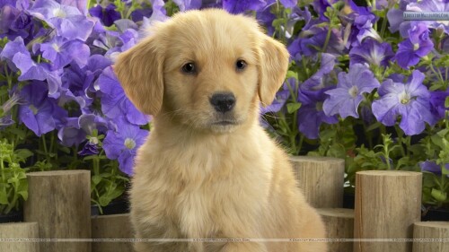 dogs2_0163.jpg
