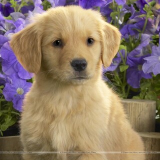 dogs2_0163
