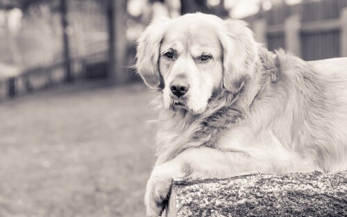 dogs2_0165.jpg