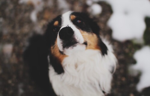 dogs2_0168.jpg