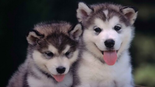 dogs2_0175.jpg