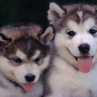 dogs2_0175