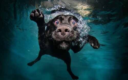 dogs2_0178.jpg