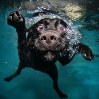 dogs2_0178