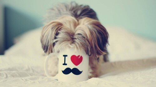 dogs2_0183.jpg