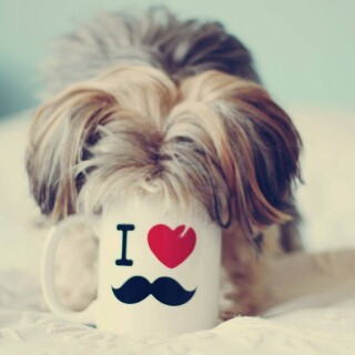 dogs2_0183