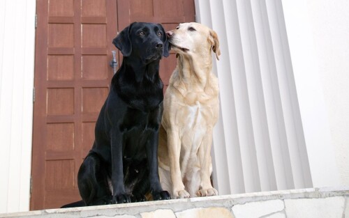 dogs2_0185.jpg