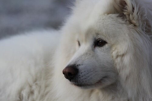 dogs2_0190.jpg