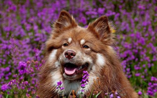 dogs2_0191.jpg