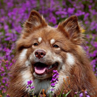 dogs2_0191