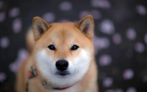 dogs2_0196.jpg