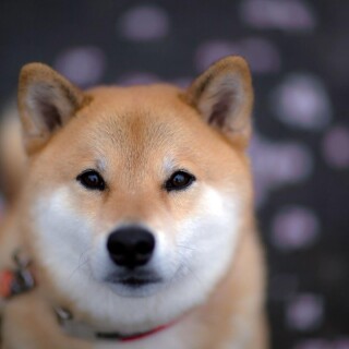 dogs2_0196