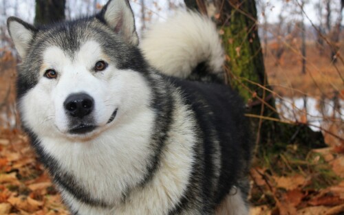 dogs2_0197.jpg