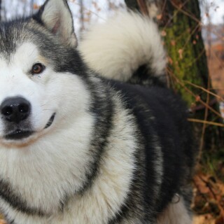 dogs2_0197