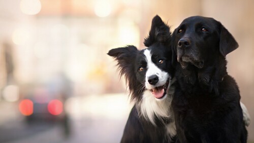 dogs2_0206.jpg