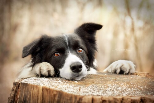 dogs2_0210.jpg