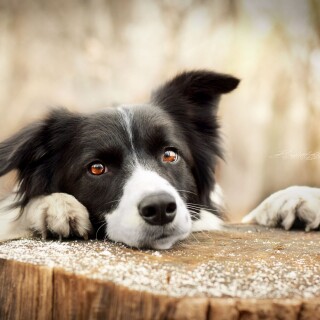 dogs2_0210