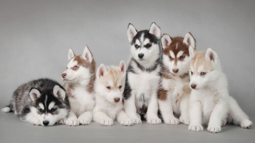 dogs2_0211.jpg