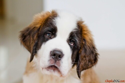dogs2_0213.jpg