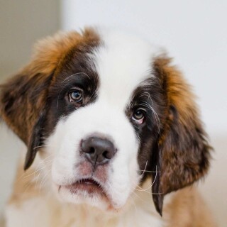 dogs2_0213