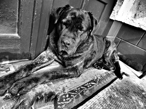 dogs2_0216.jpg