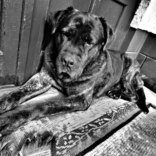 dogs2_0216
