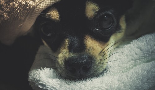 dogs2_0219.jpg