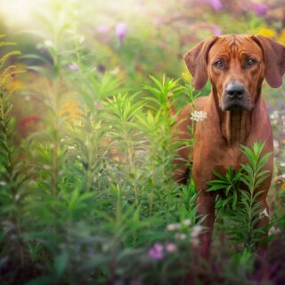 dogs2_0220