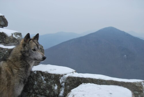 dogs2_0222.jpg