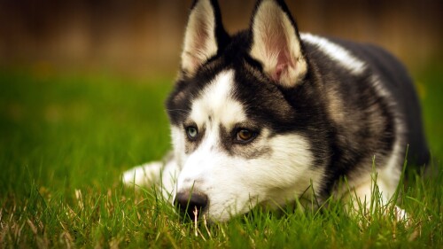 dogs2_0224.jpg