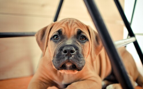 dogs2_0225.jpg
