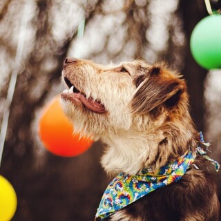 dogs2_0229