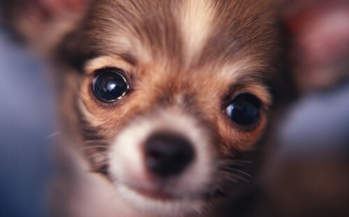 dogs2_0230.jpg