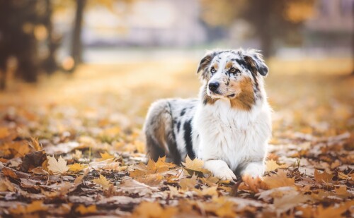 dogs2_0234.jpg