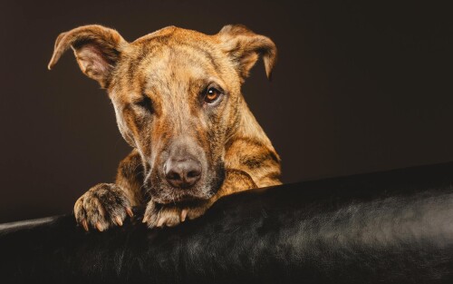 dogs2_0235.jpg