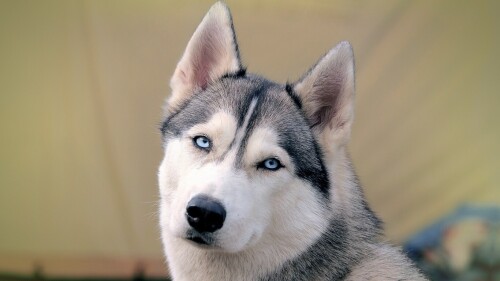 dogs2_0242.jpg