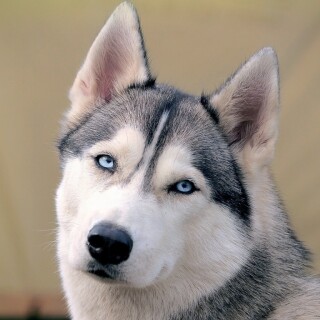 dogs2_0242