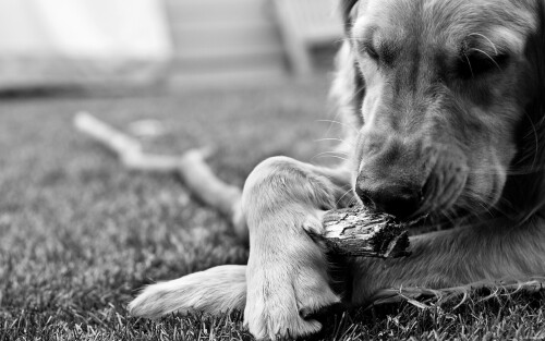 dogs2_0243.jpg