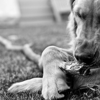 dogs2_0243