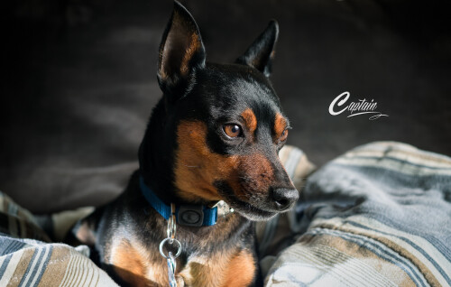 dogs2_0244.jpg