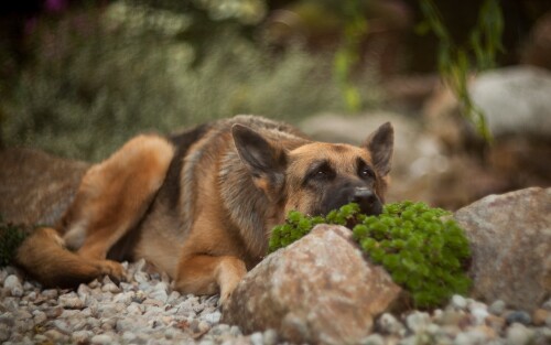 dogs2_0245.jpg