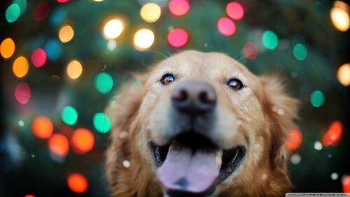 dogs2_0247.jpg